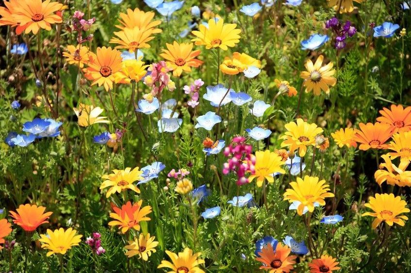 A garden of colorful wildflowers