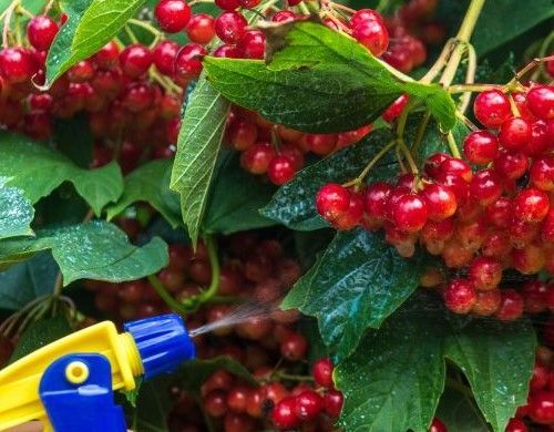 spraying plants with diy insecticides