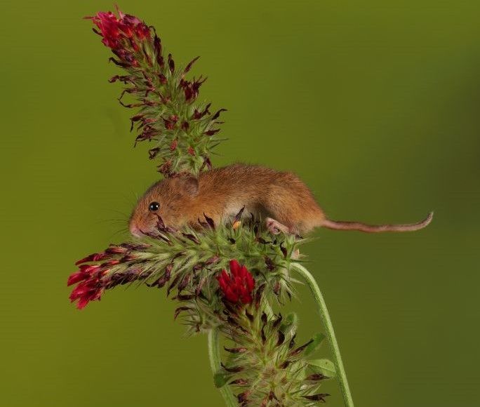 mouse on red flowers