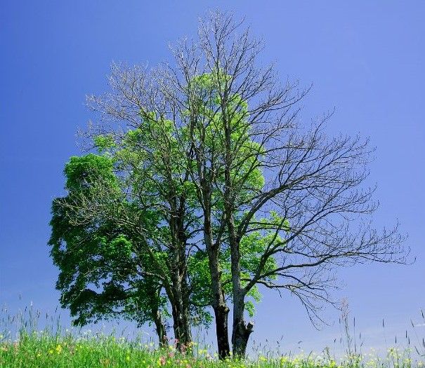 Fallen tree