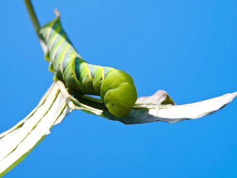 green fruitworm on stick