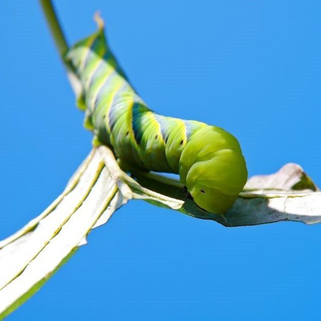 green fruitworm on stick