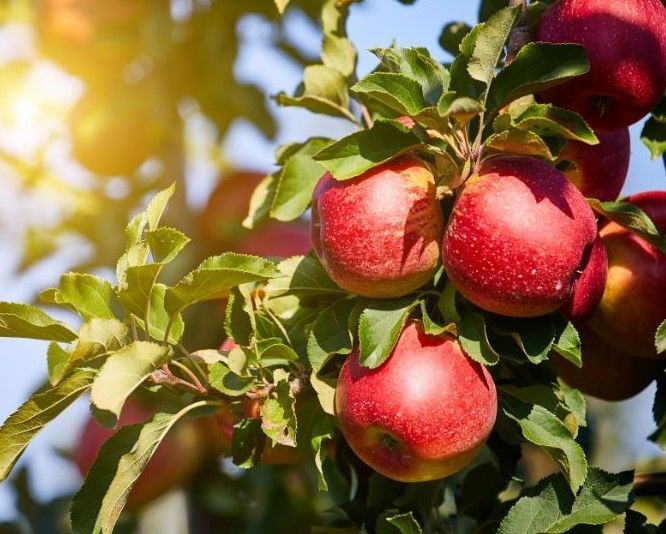 A bunch of red apples hanging from a tree.