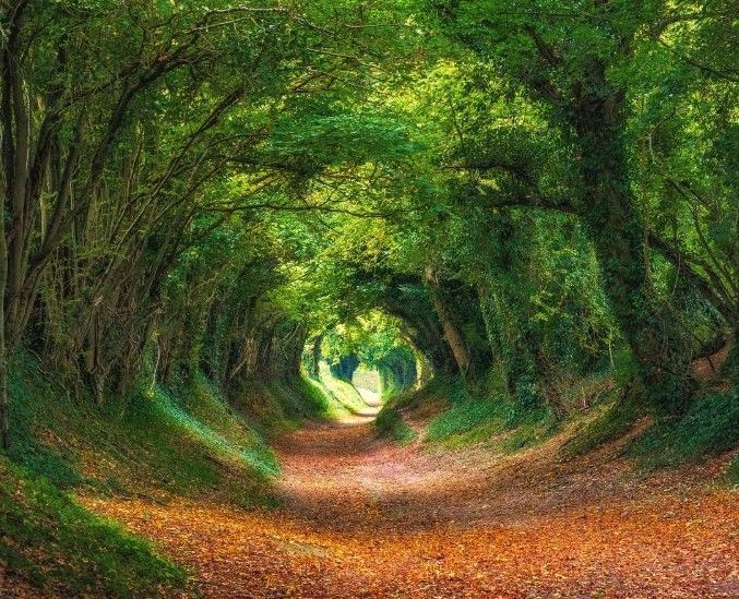 A path in the middle of a forest covered in leaves.