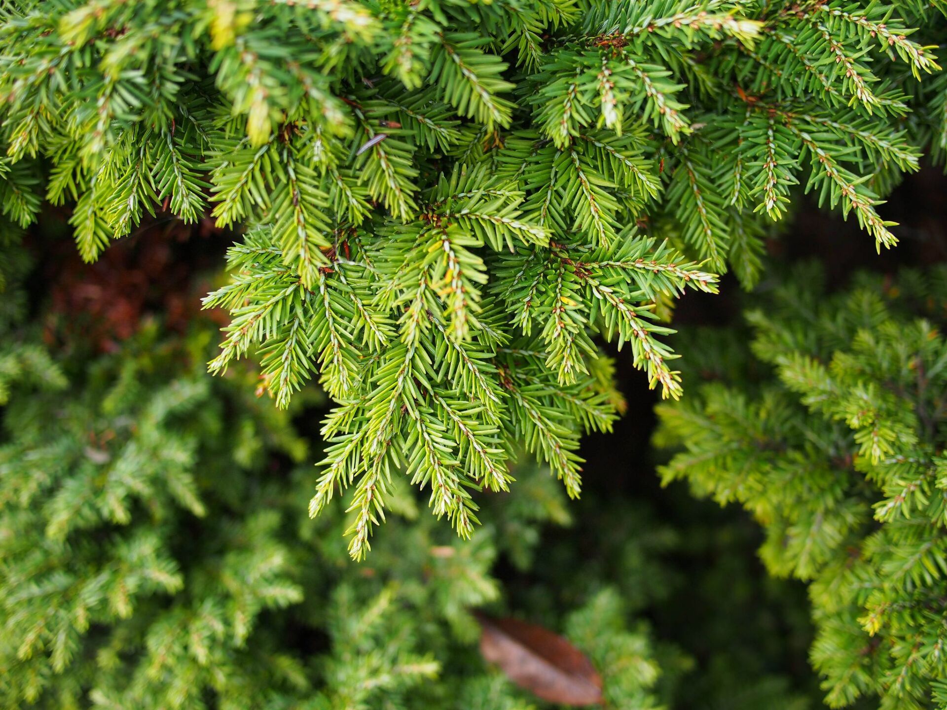 Hemlocks: Beautiful and Graceful 4 Seasons Arborscapes Hemlocks: Beautiful and Graceful 4 Seasons Arborscapes
