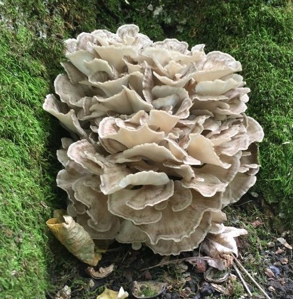 hen of the woods mushroom