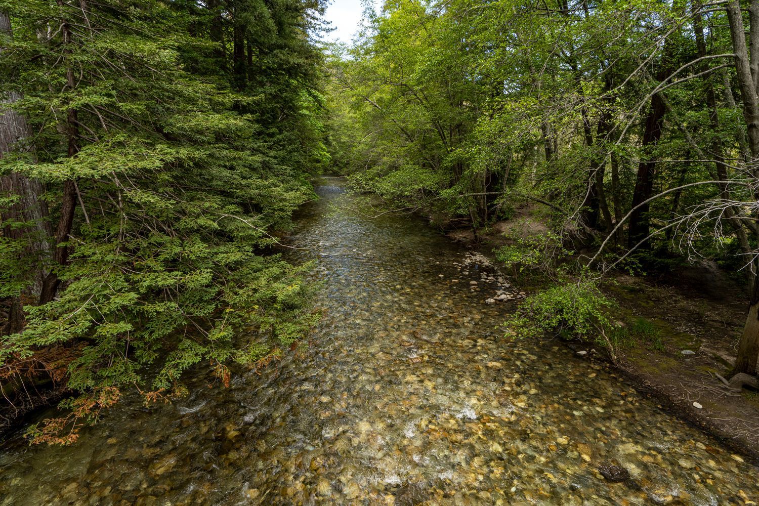 A stream running through a lush green forest surrounded by trees.