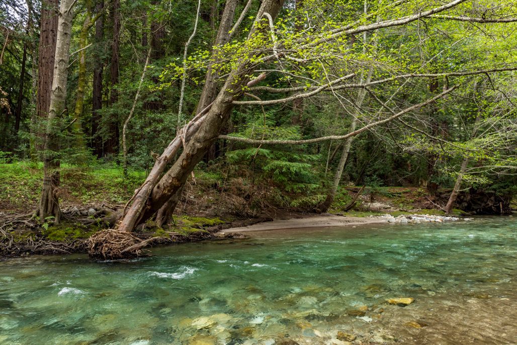 A river surrounded by trees and rocks in the middle of a forest.