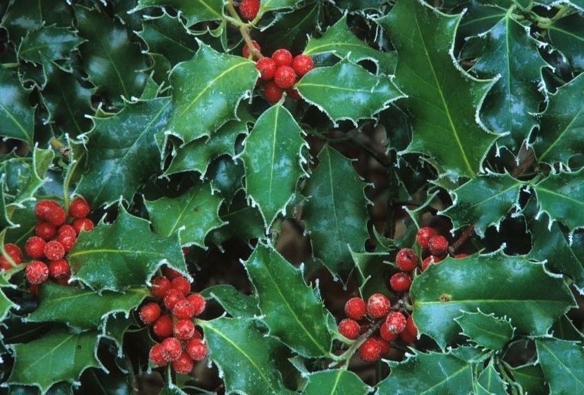 A close up of a holly bush with red berries and green leaves