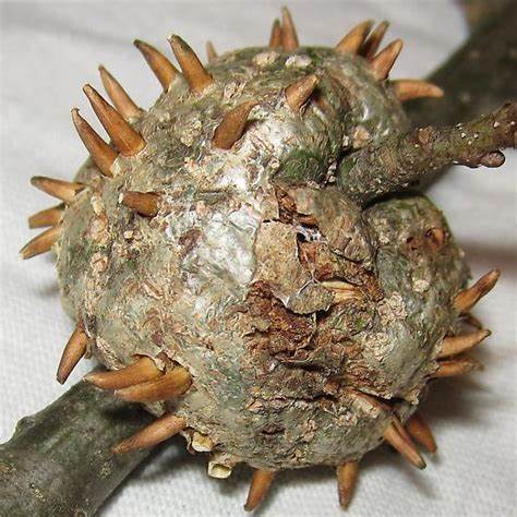 horned oak gall