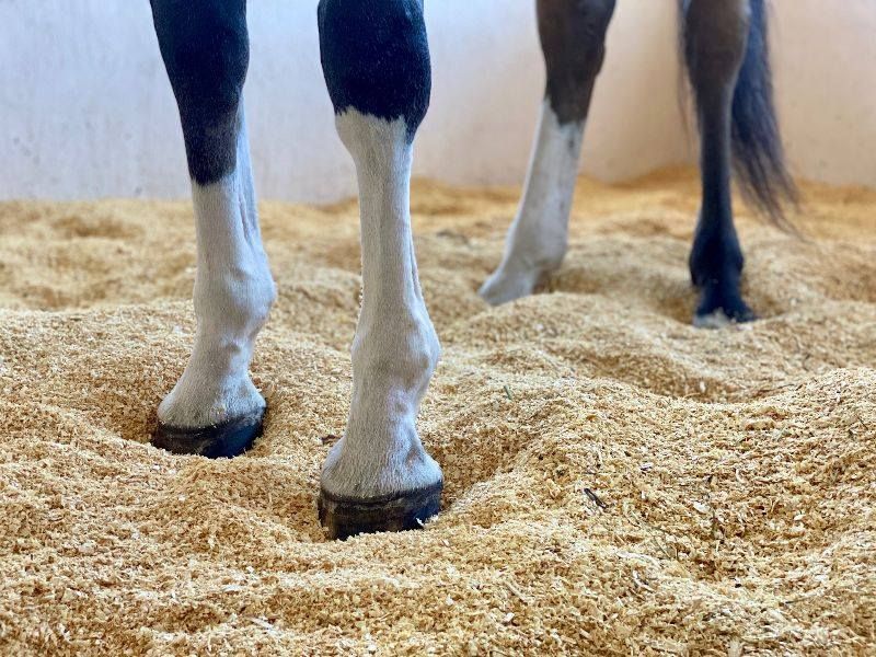 Two horses are standing on a pile of wood shavings.