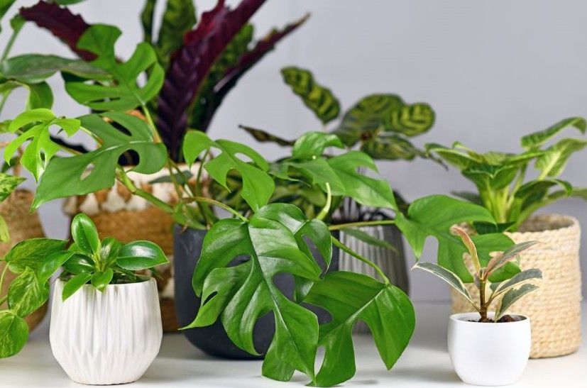 houseplants on a table