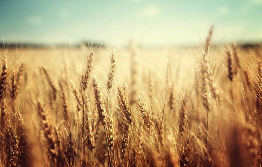 A field of wheat is growing in the wind on a sunny day.