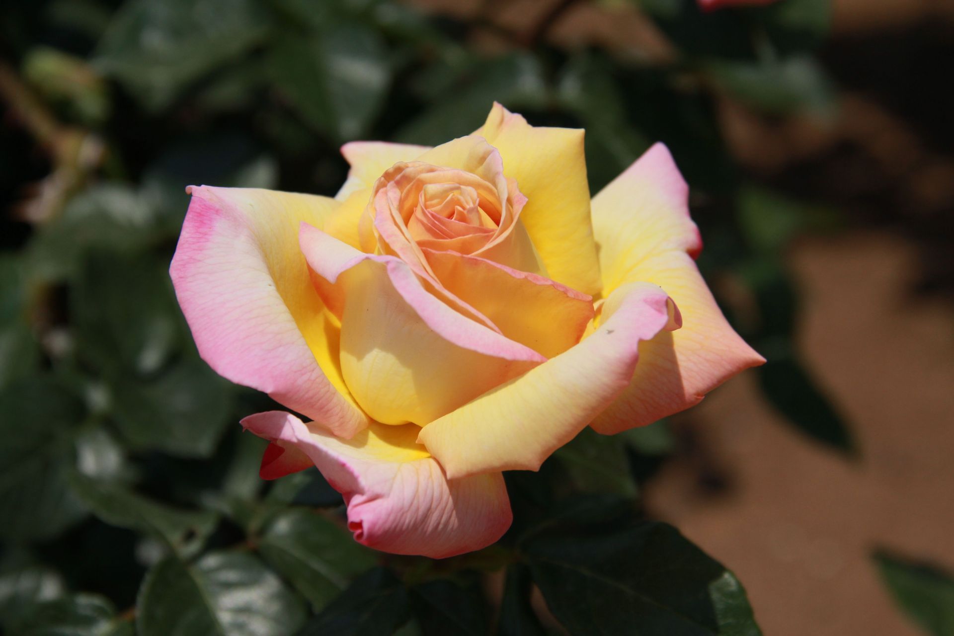 orange and pink hybrid tea rose