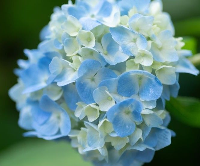 blue hydrangea