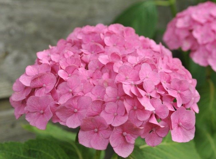 pink hydrangea