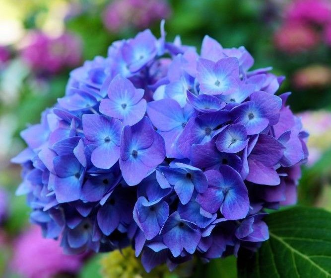 purple hydrangea