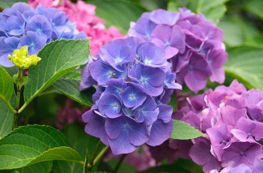 changing the colors of your hydrangeas