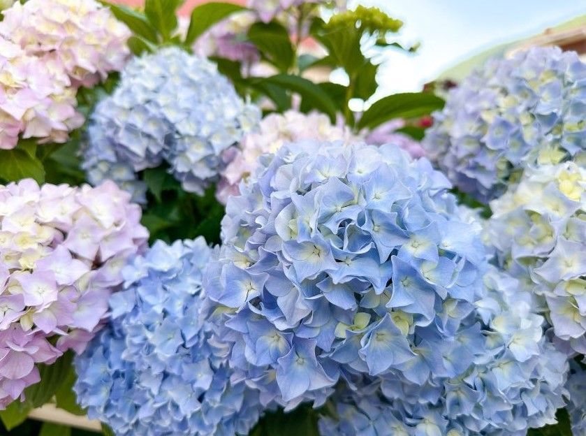 pastel hydrangeas