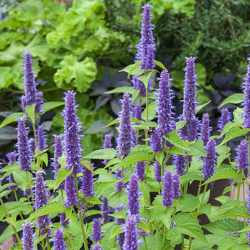 hyssop plant with flowers
