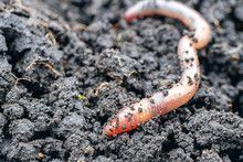 worm in soil