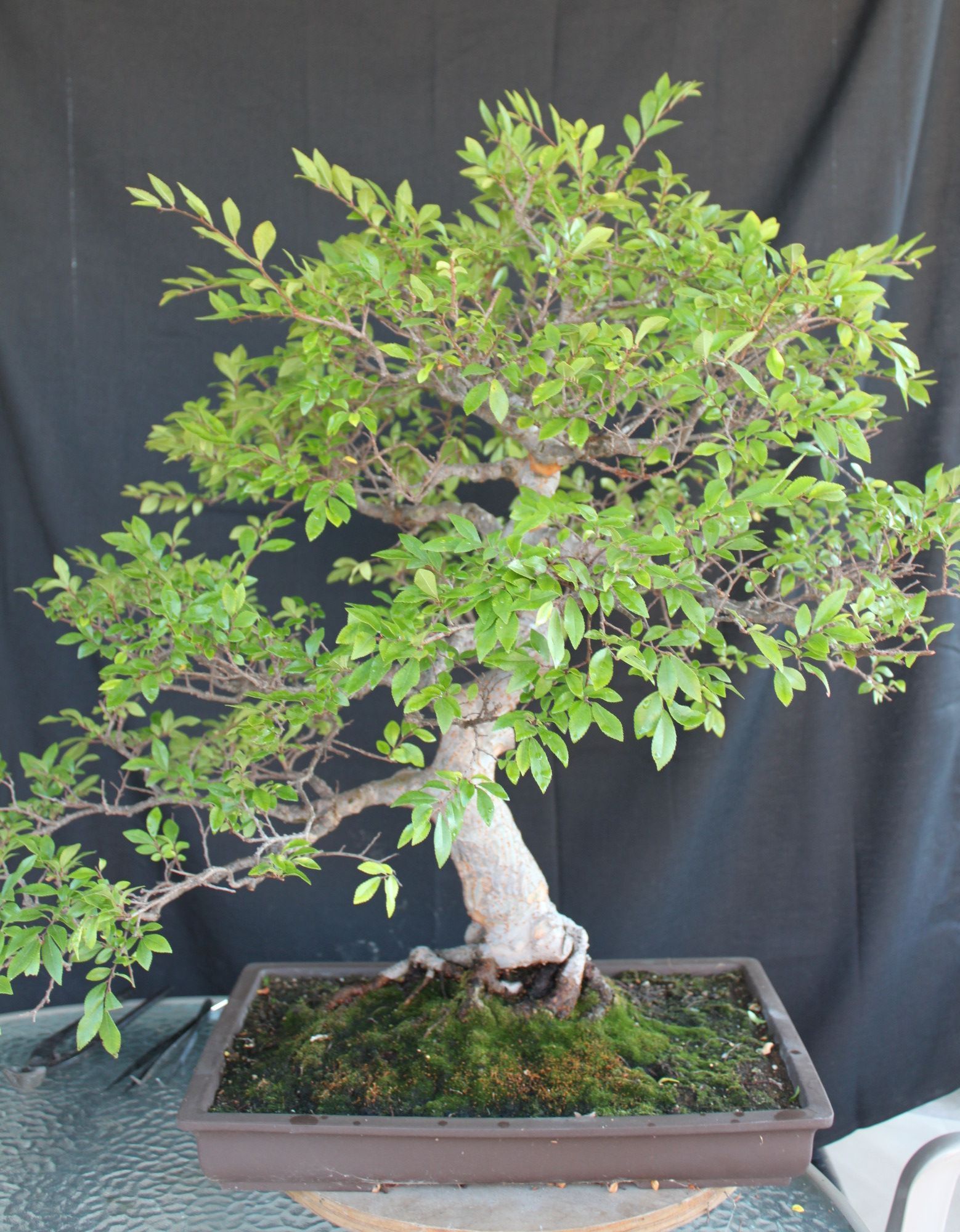 informal upright style bonsai