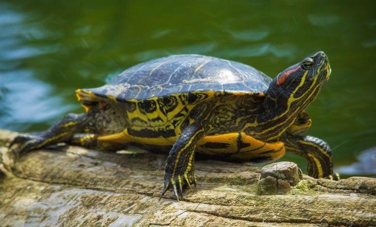 A small turtle is sitting on a stick in the water.