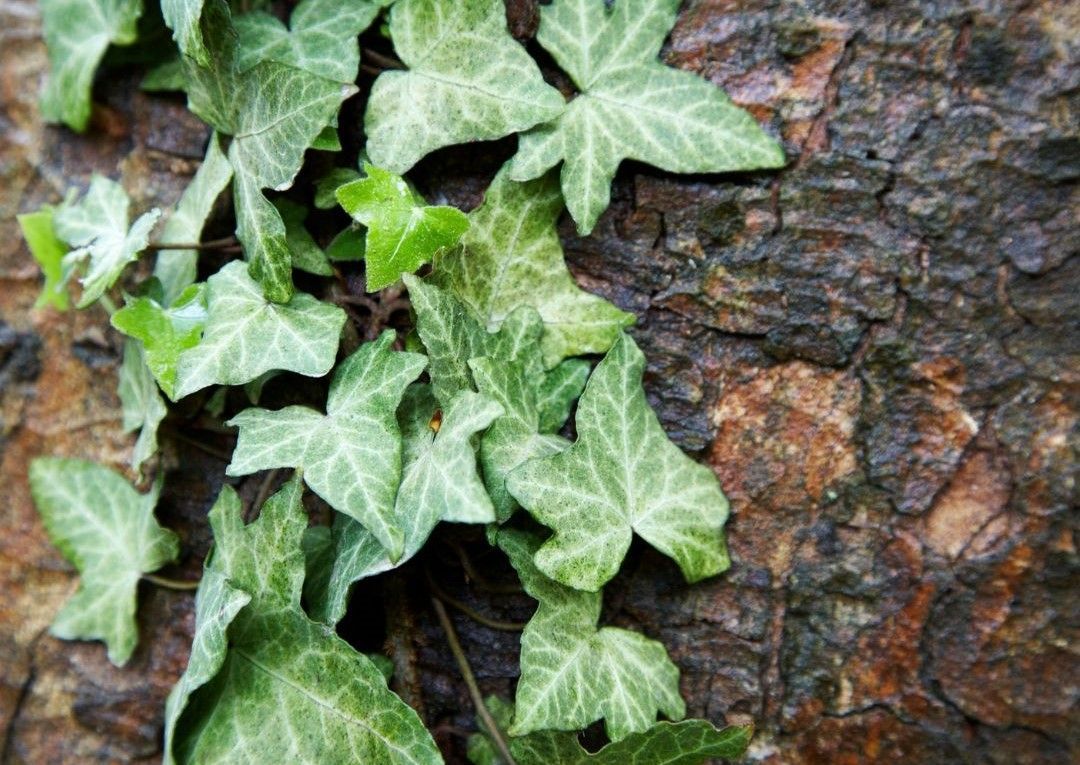 A close up of ivy growing on a tree trunk.