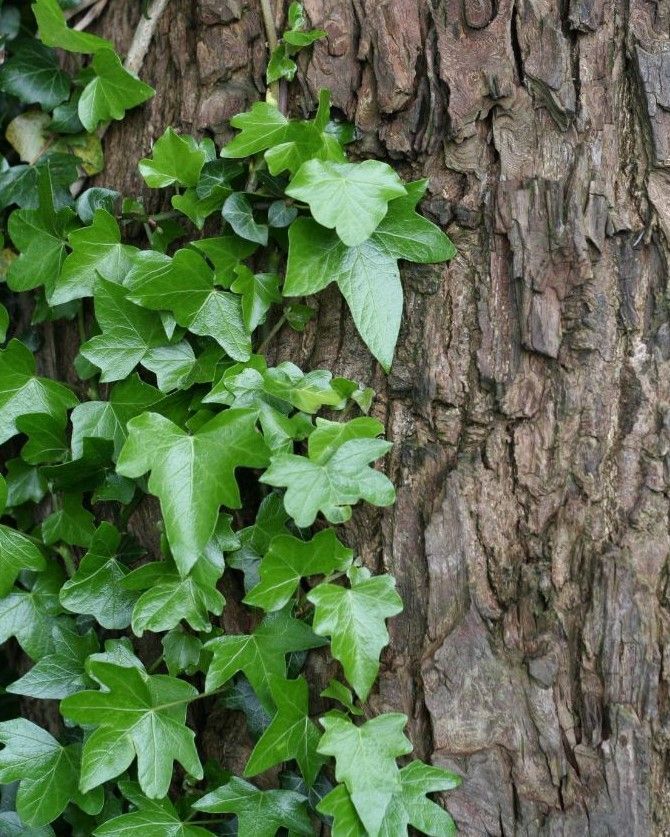 A close up of ivy growing on a tree trunk.