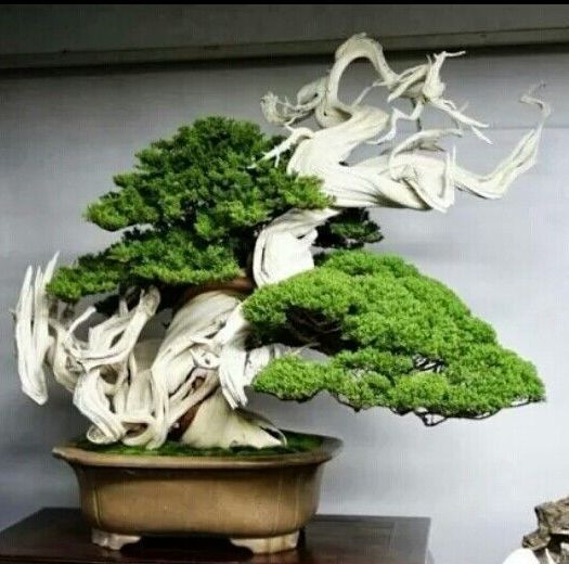 bonsai with jin feature