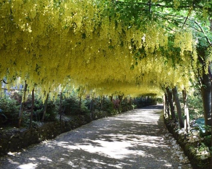 A path with yellow flowers hanging from the trees