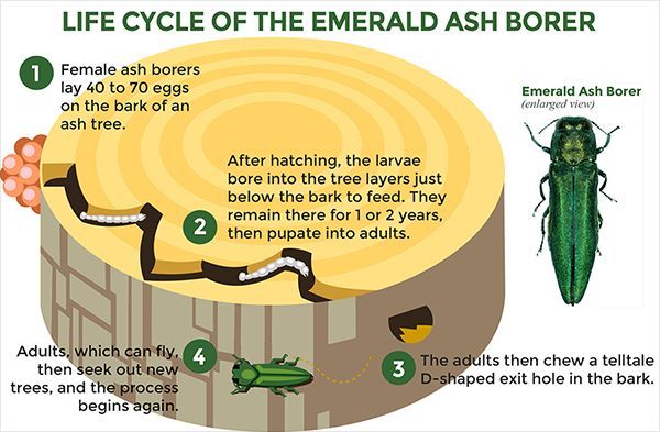 lifecycle of the emerald ash borer