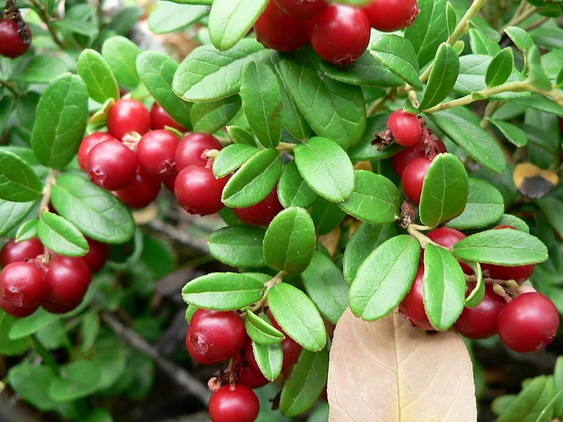 A bunch of cranberries growing on a bush with green leaves