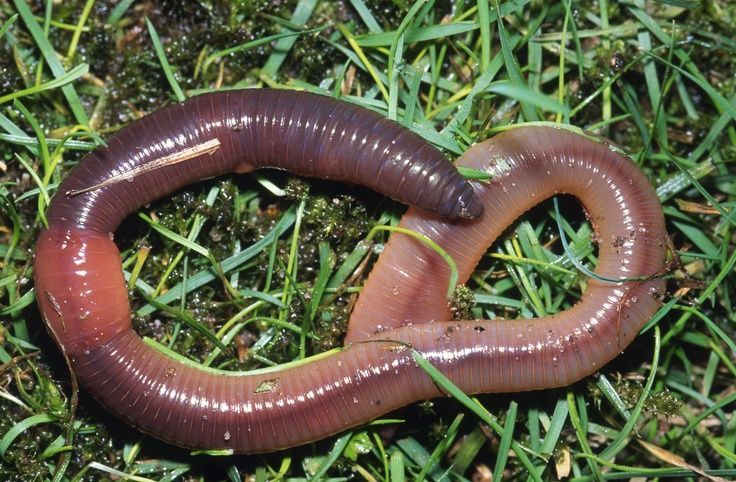 worm in grass