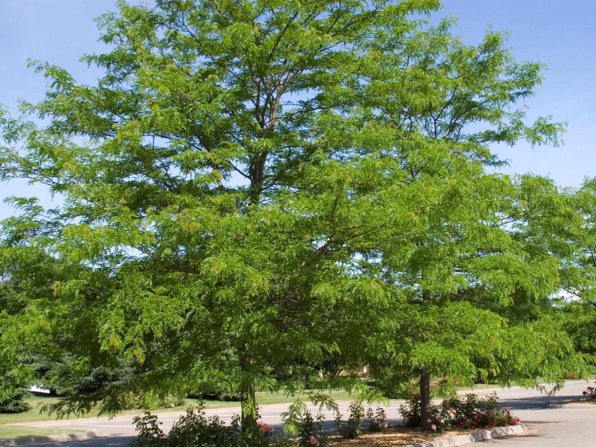 A tree with lots of green leaves is in a parking lot