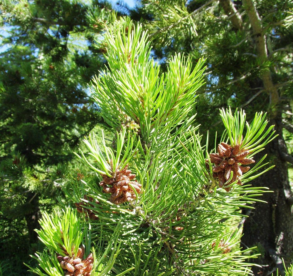 A close up of a pine tree branch with pine cones