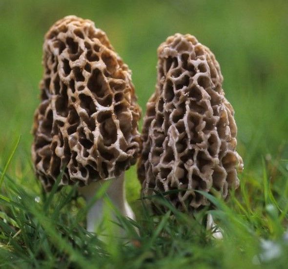 morel mushroom