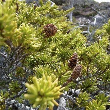 A close up of a pine tree with cones on it.