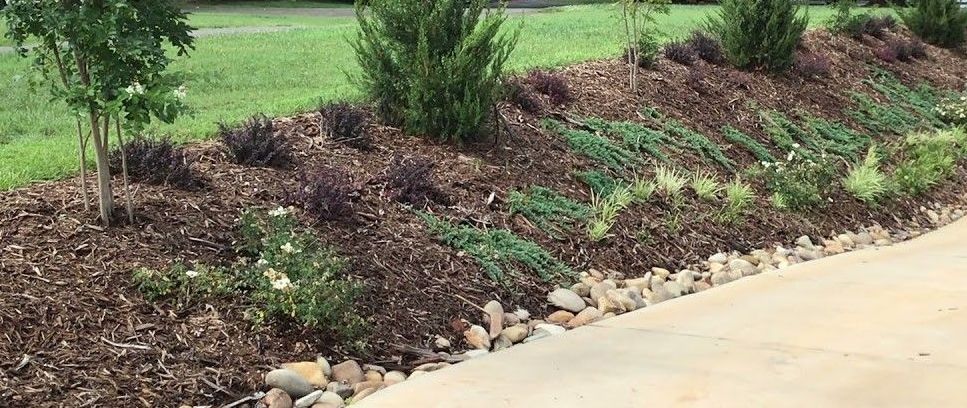 A row of plants growing on a hill next to a driveway.