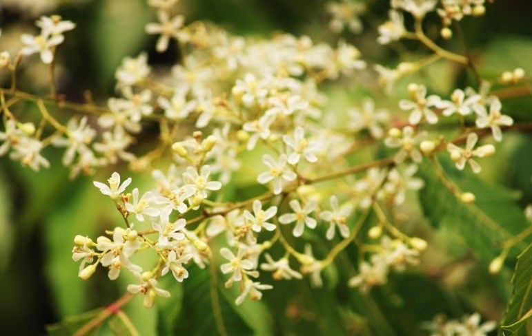 neem flowers