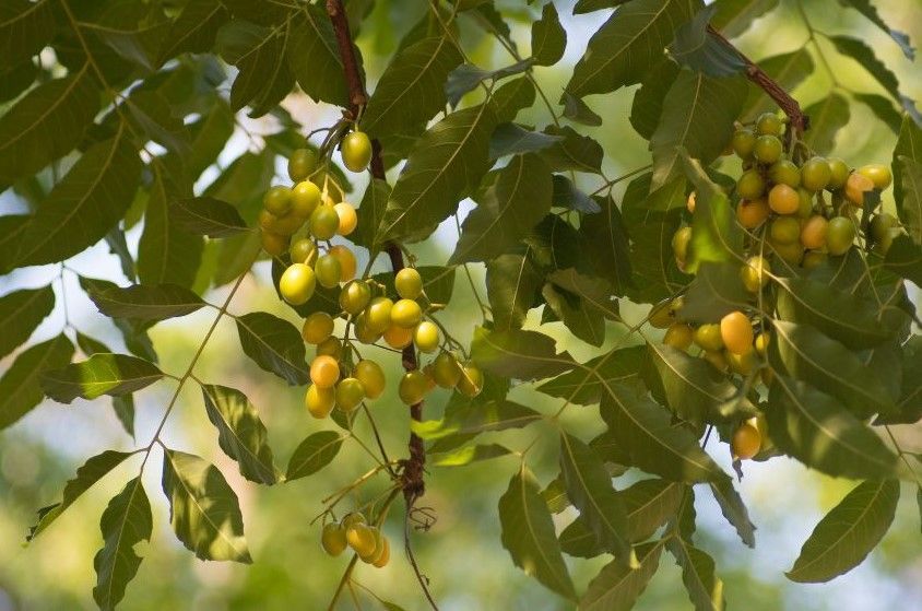  A neem tree