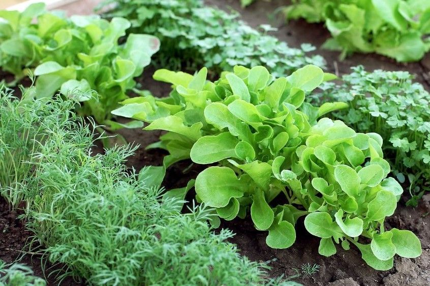 A garden filled with lots of greens