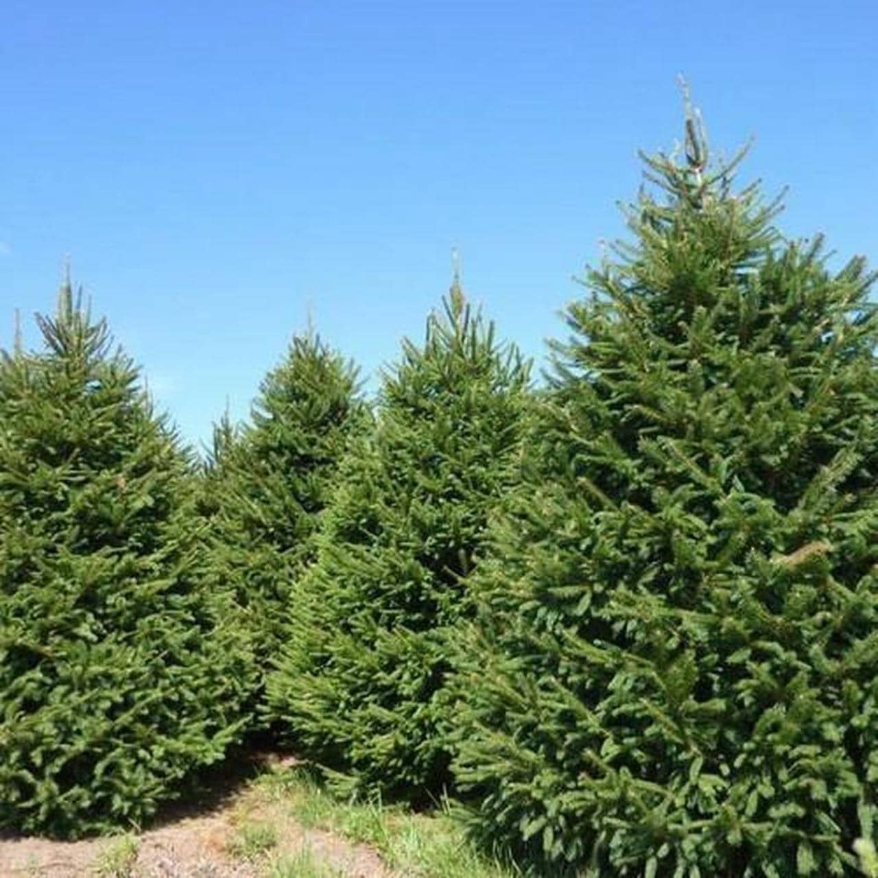 A field of christmas trees with a blue sky in the background