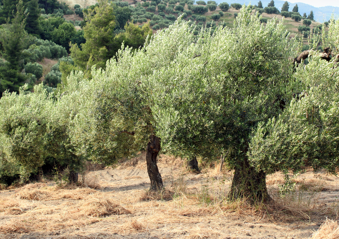 A row of olive trees in a field on a hillside.