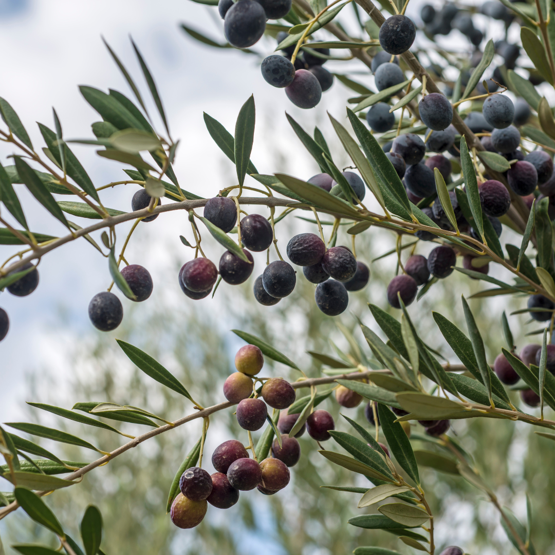 A bunch of olives hanging from a tree branch