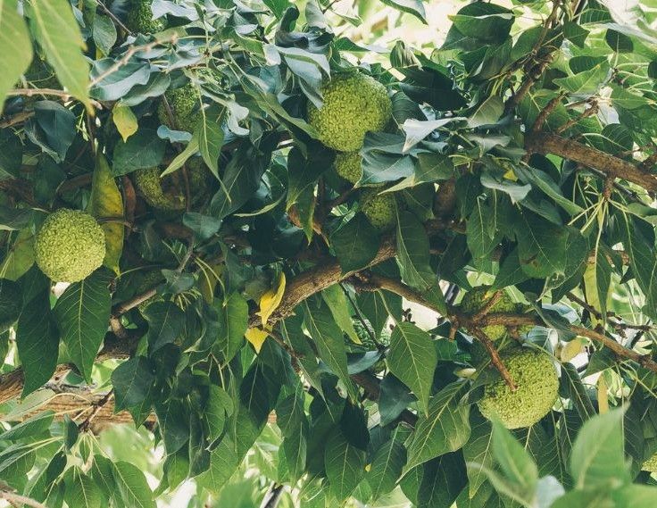 A tree with lots of green fruits and leaves