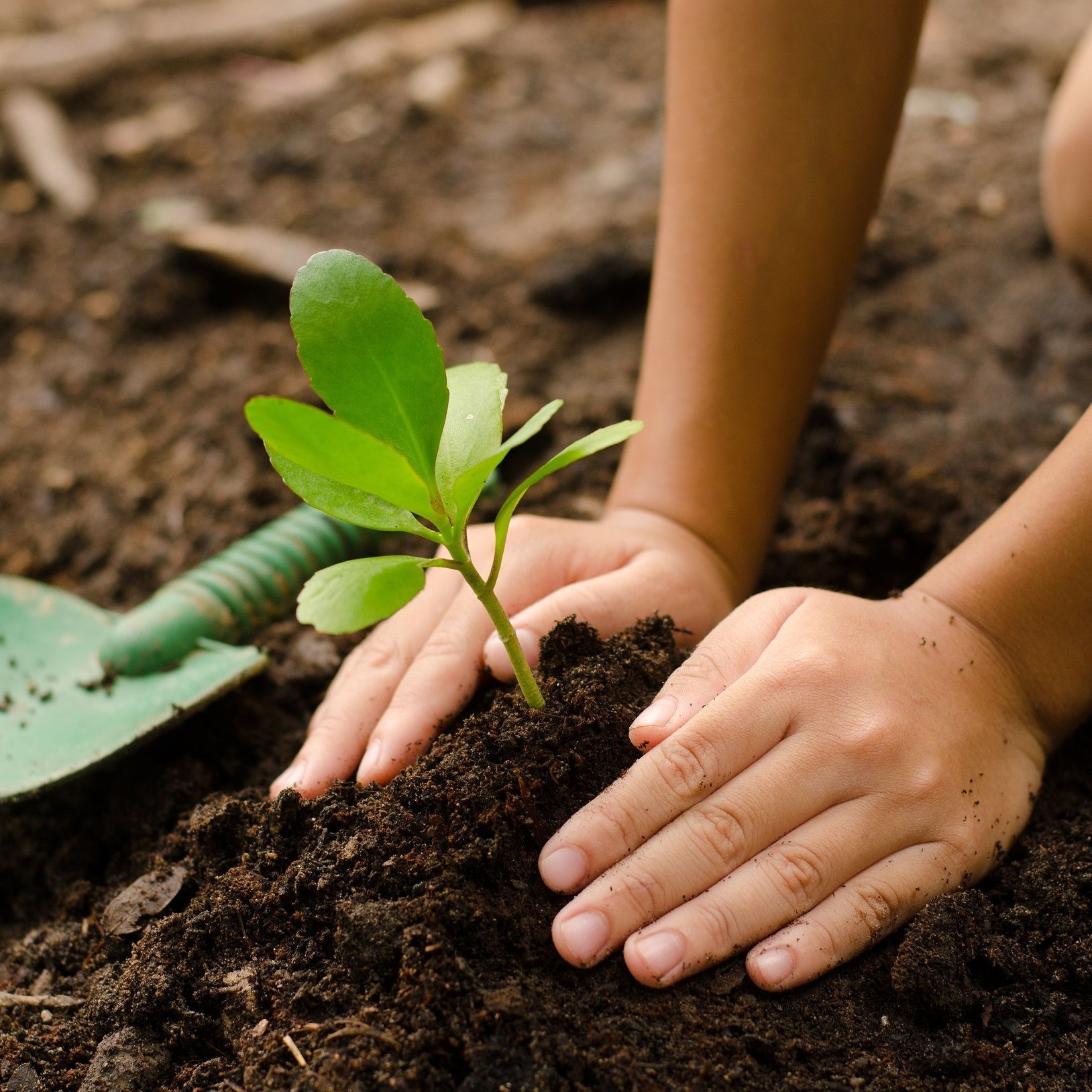 A child is planting a small plant in the dirt