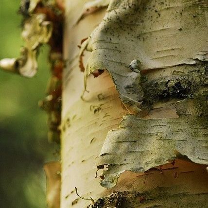 A close up of the bark of a birch tree