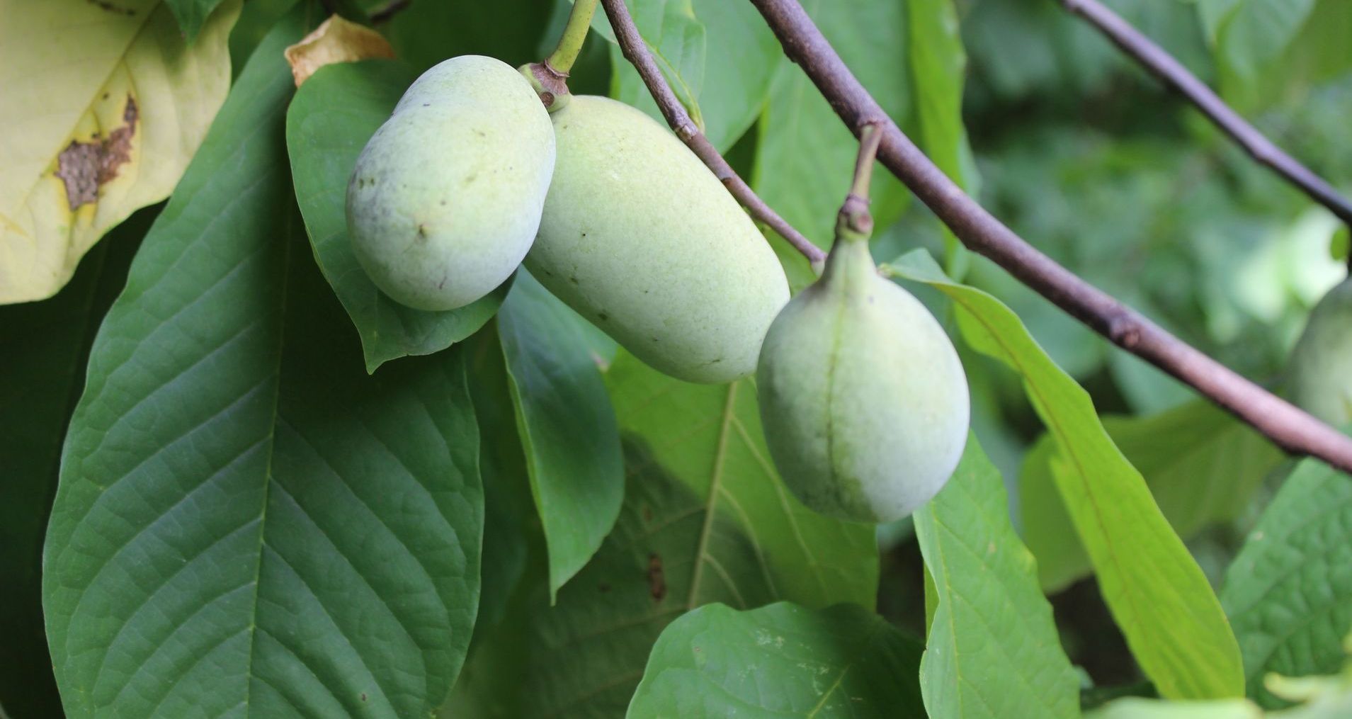 A close up of a fruit hanging from a tree branch.