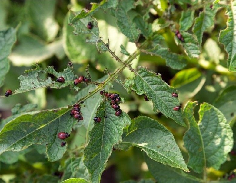 A close up of a plant with a bunch of ladybugs on it.